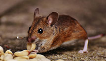 24 Hour & Emergency Exterminators in Unalakleet, AK